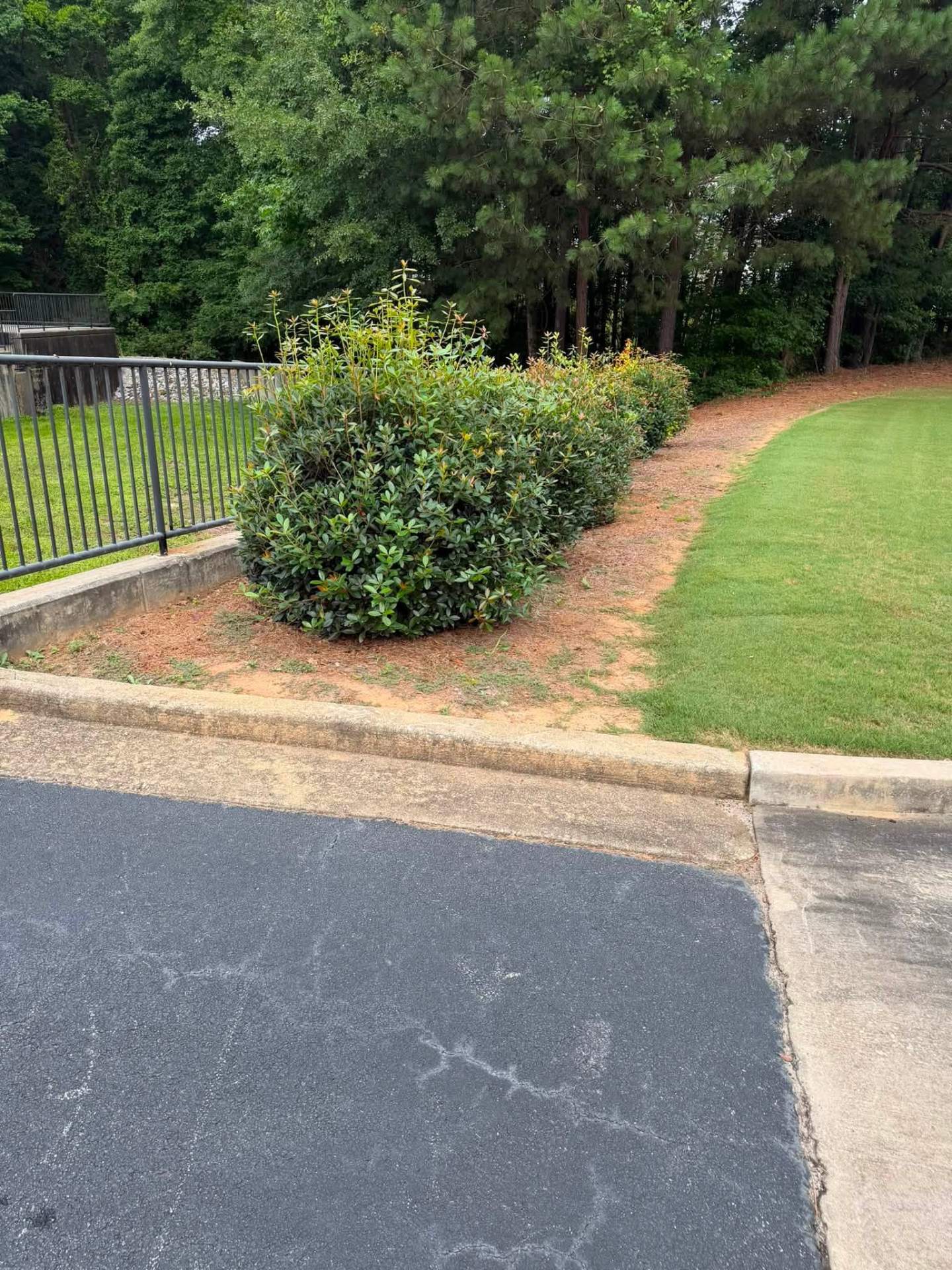 Hedge Trim & Pine Straw Refresh — before